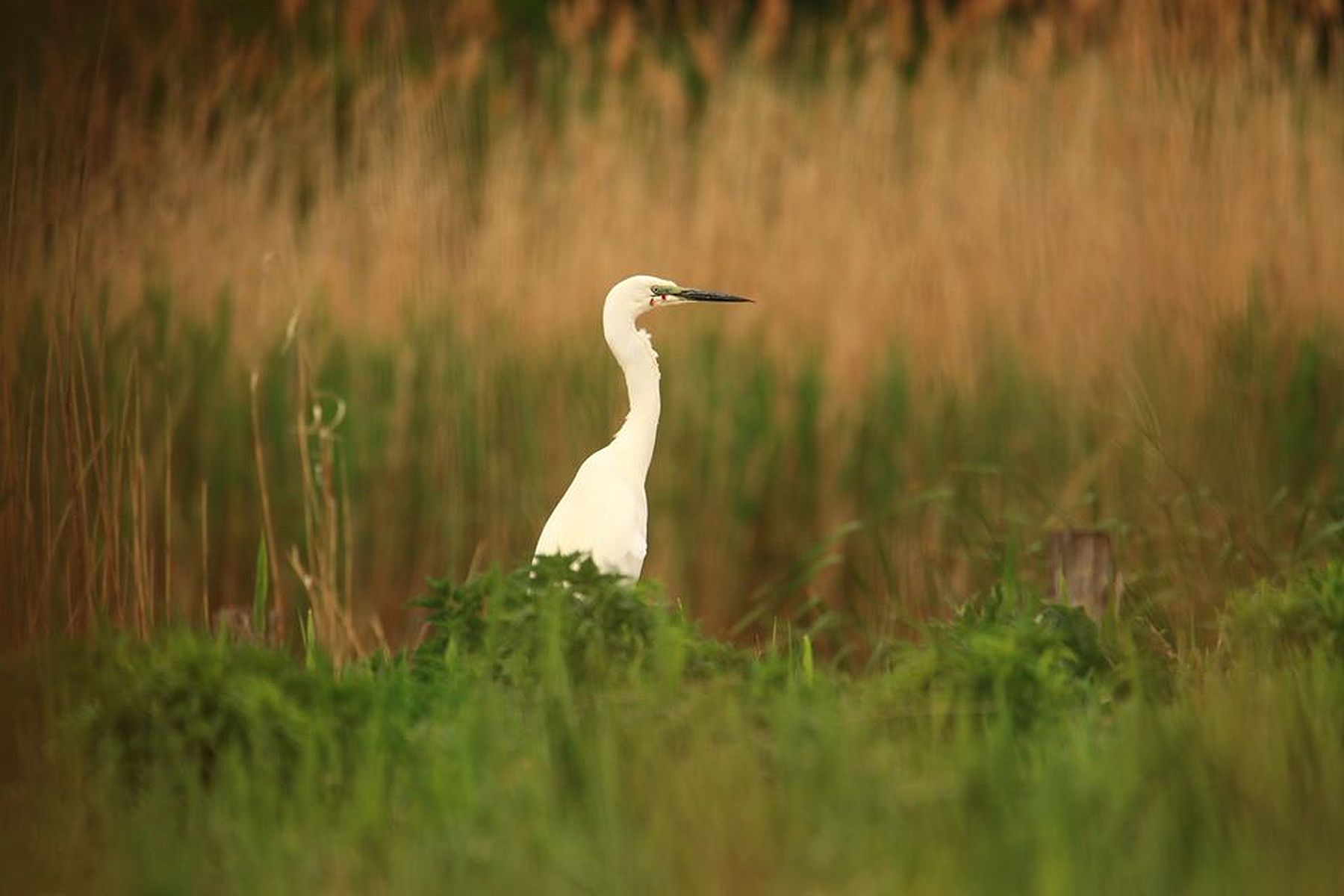 A nádasok világa - új időpontban lesznek a sóstói ökotúrák